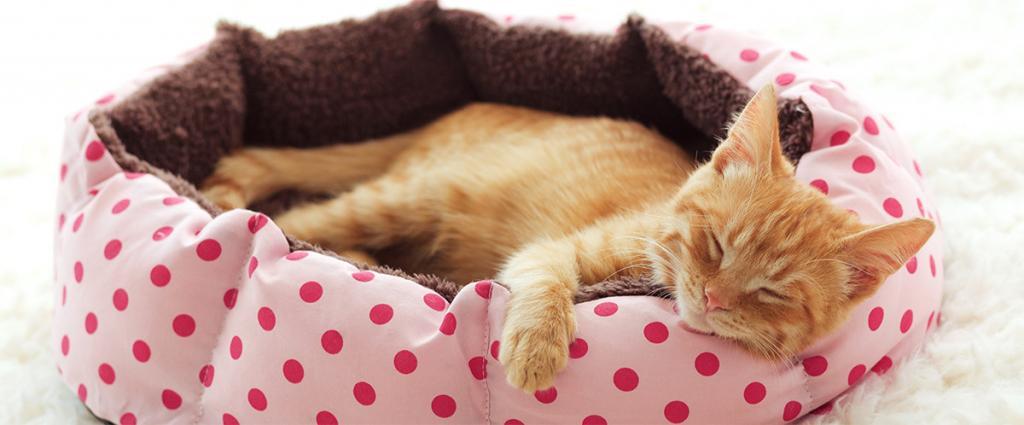 Cattery in Sheffield
