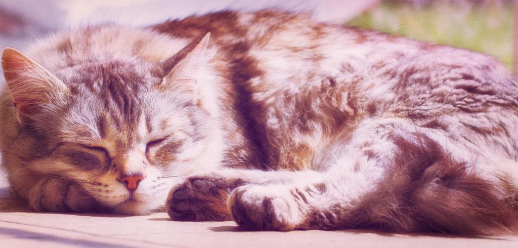 Cattery in Chesterfield