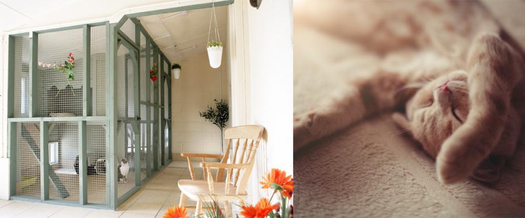 Cattery in Chesterfield